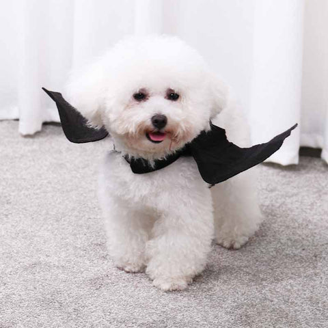 deguisement-chien-chauve-souris