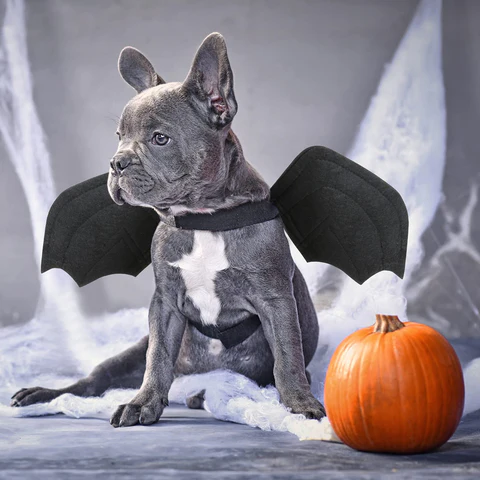 deguisement-chien-halloween
