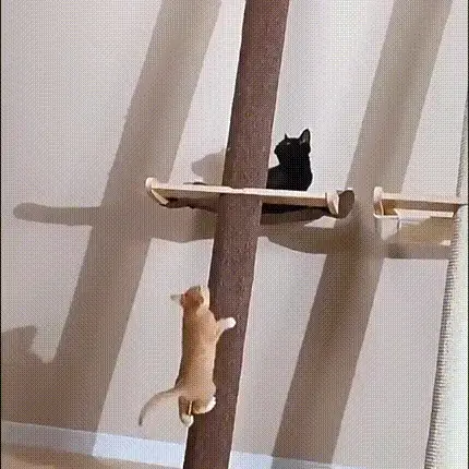 Arbre à Chat Action Incliné - Catgrip
