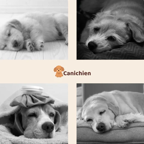 tapis-rafraichissant-chien-probleme