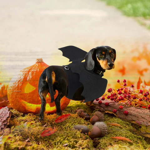 deguisement-chien-chauve-souris